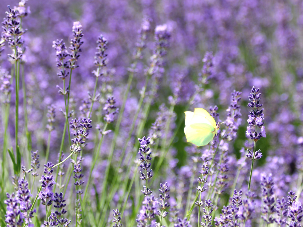 Lavender in Valle Argentina