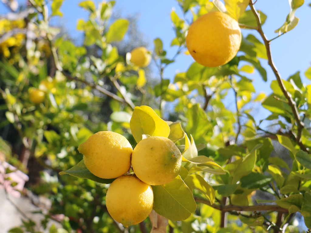 The perfect conditions for Citrus Fruits