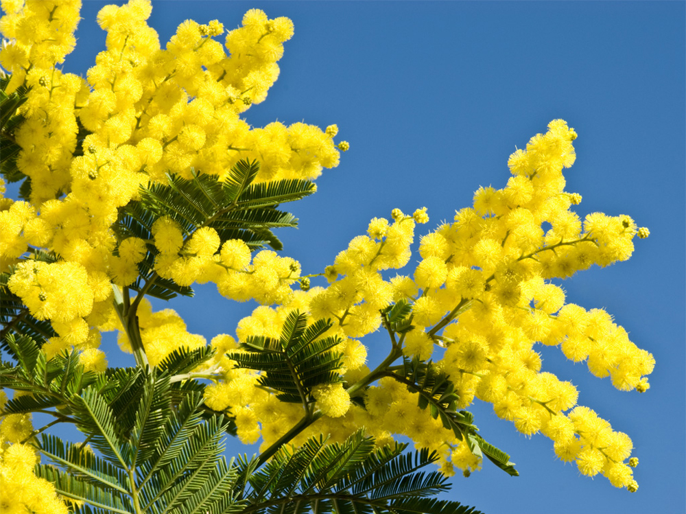 Die Mimosen blühen von Januar bis März