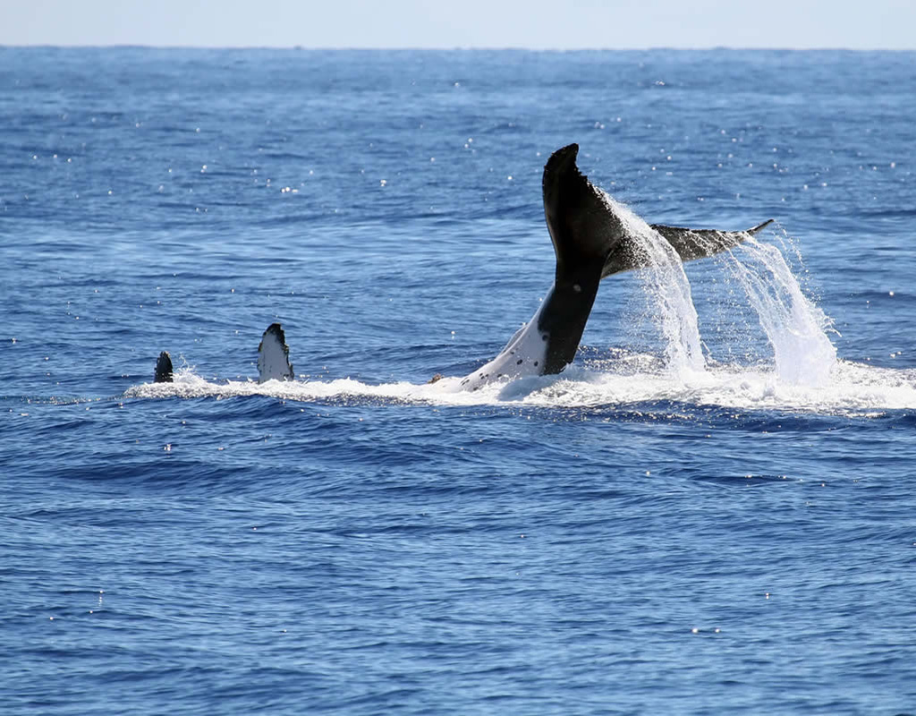 observation des baleines depuis les ports d'Imperia, Sanremo et Bordighera,