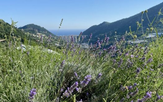 San Biagio della Cima / SO 787