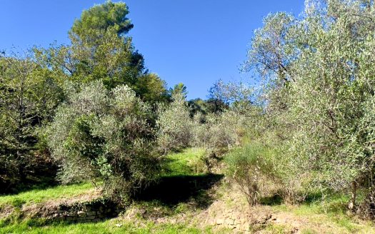 Plot of land for sale in Dolceacqua / DA 932