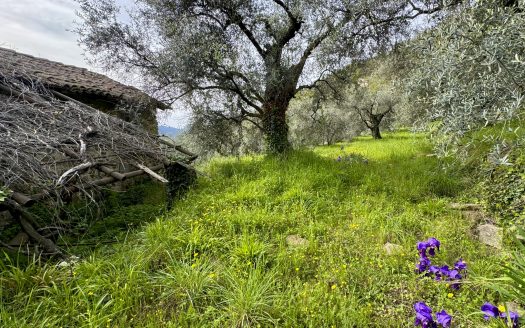 Plot of land for sale in Dolceacqua / DA 964