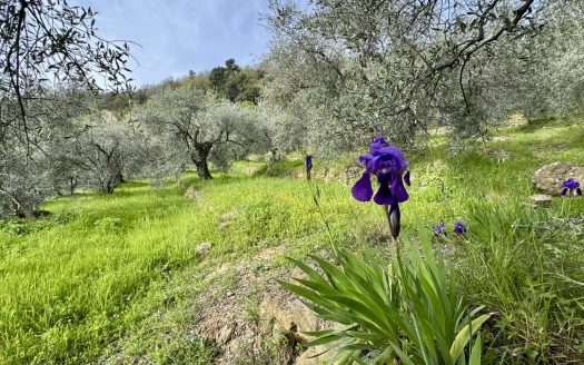 Plot of land for sale in Dolceacqua / DA 964