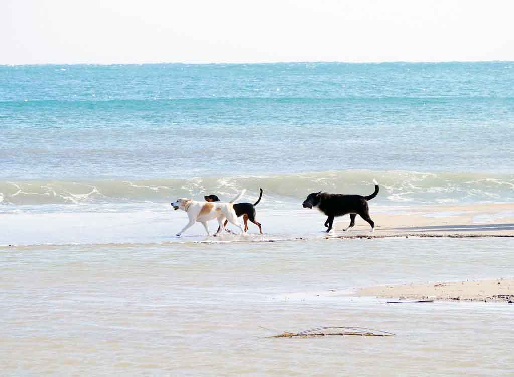 Vacances à la plage avec vos compagnons à quatre pattes