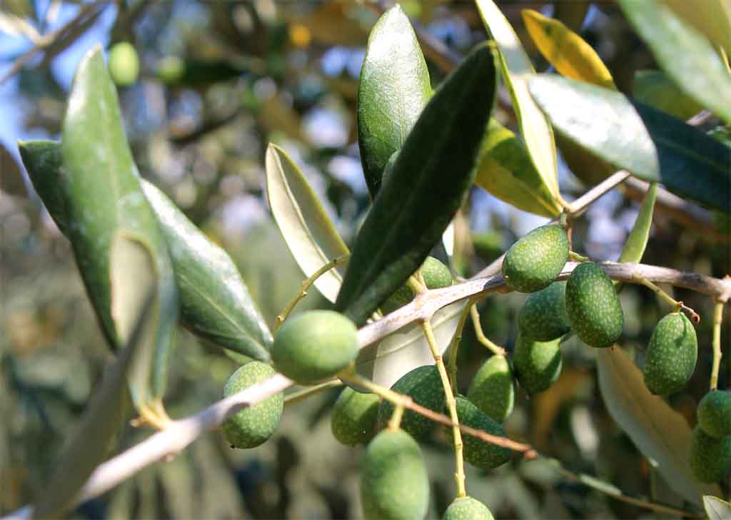 Olives taggiasca