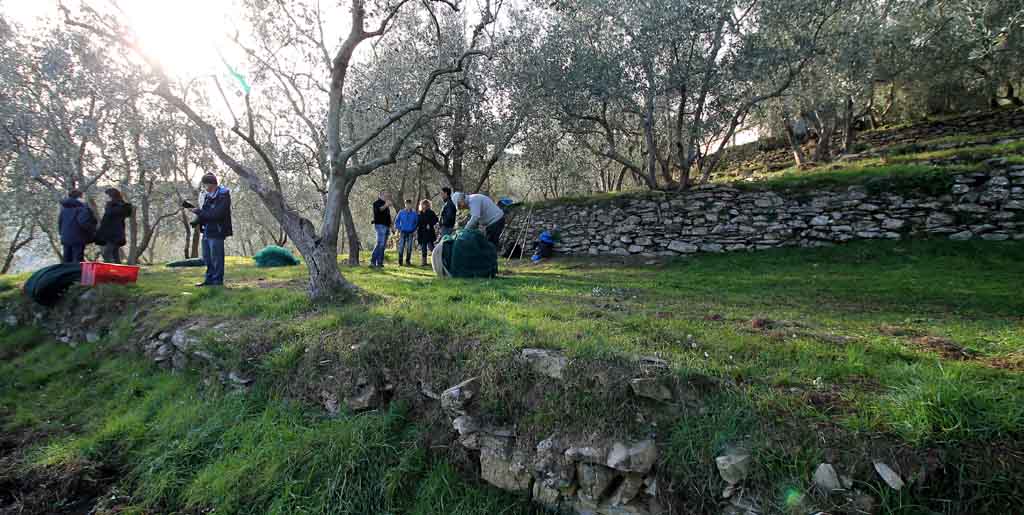 Raccolta delle olive