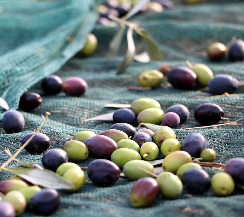 Olives taggiasca