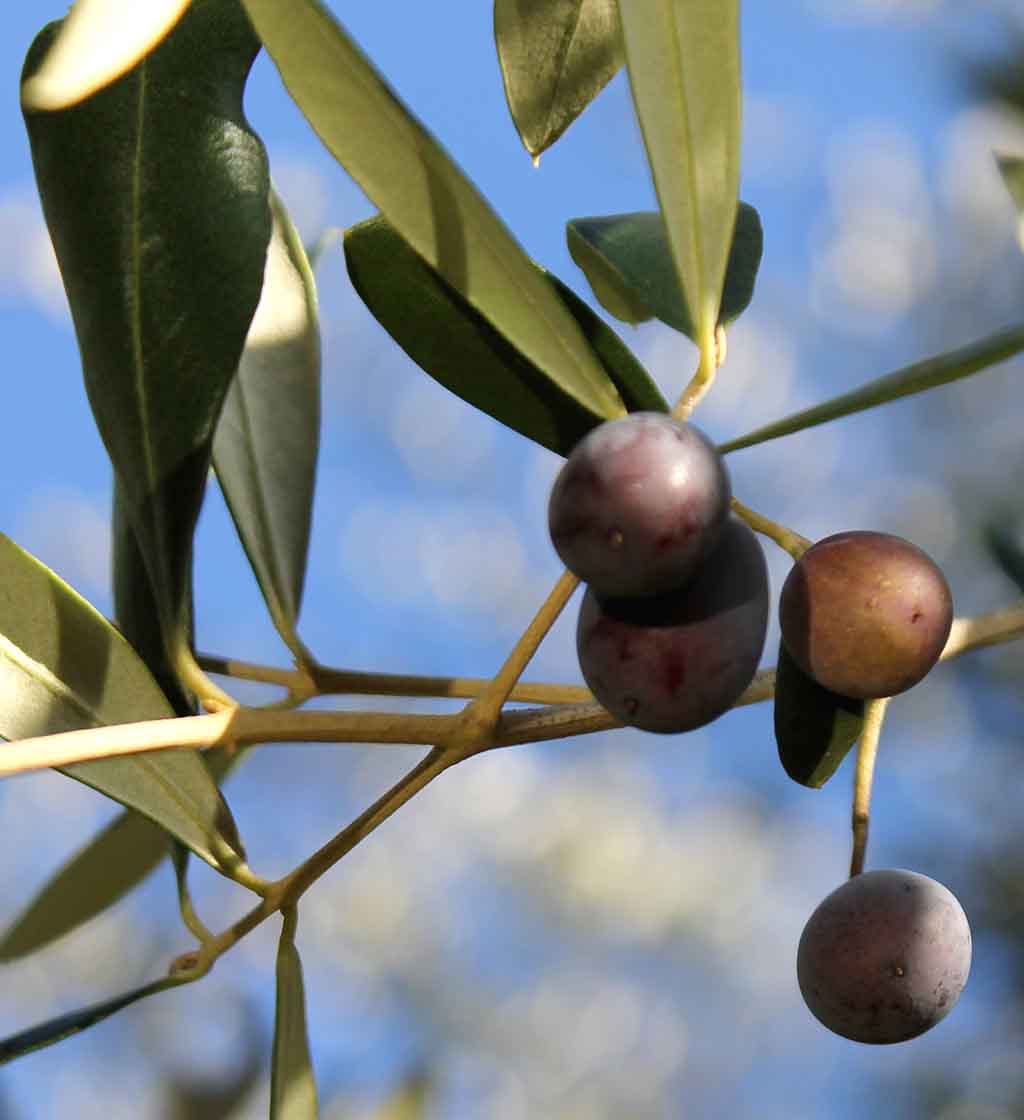 Olives taggiasca