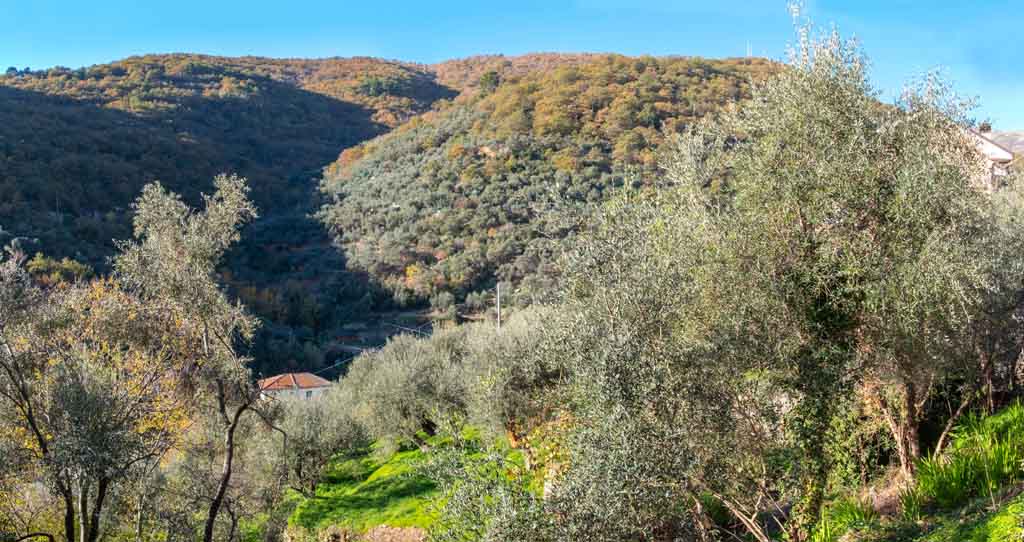 Olivenbäume im Herbst