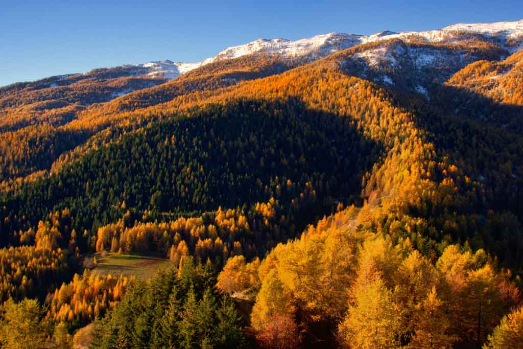 Der Wald im Herbst