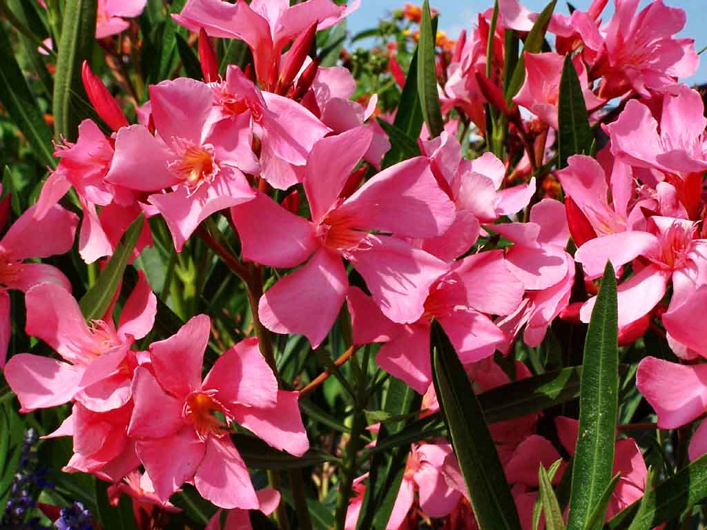 Oleander